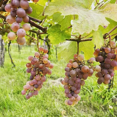 Casa de hóspedes Stará Vinice 93 Velke Zernoseky