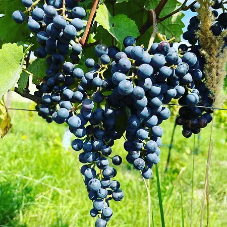 Stará Vinice 93 Velke Zernoseky