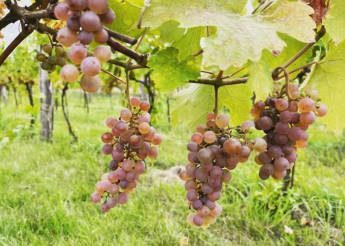 Vendégház Stara Vinice 93 Velké Žernoseky