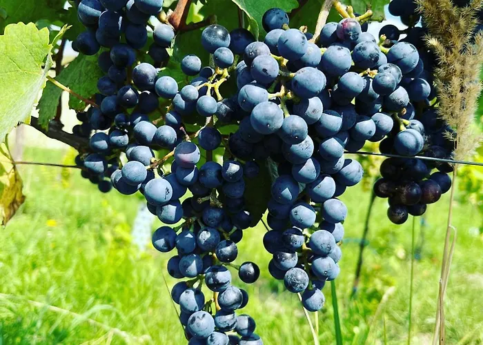 Stara Vinice 93 Velké Žernoseky